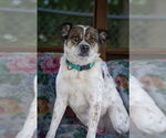 Small #1 Mutt