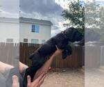 Puppy Brown Cane Corso