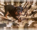 Small Photo #13 Rottweiler Puppy For Sale in EDEN, IN, USA