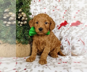 Goldendoodle (Miniature) Puppy for sale in CHRISTIANA, PA, USA