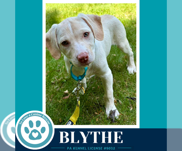 Medium Photo #7 Labrador Retriever-Unknown Mix Puppy For Sale in Kimberton, PA, USA