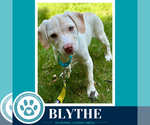 Small #6 Labrador Retriever Mix