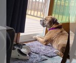 Small Photo #24 American Bulldog Puppy For Sale in Fargo, ND, USA