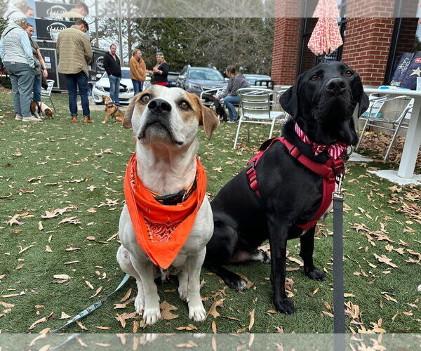 Medium Photo #9 Labrador Retriever-Unknown Mix Puppy For Sale in Holly Springs, NC, USA