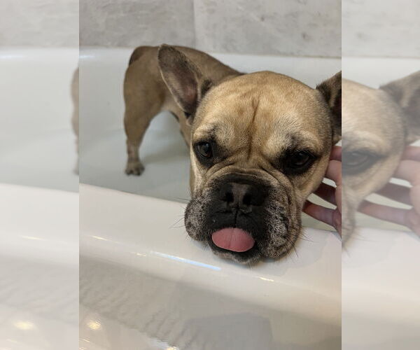 Medium Photo #8 French Bulldog-Unknown Mix Puppy For Sale in Oak Bluffs, MA, USA