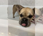 Small #7 French Bulldog Mix