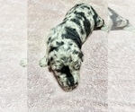 Small Photo #2 Newfypoo Puppy For Sale in DOUGLASVILLE, GA, USA