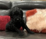 Small Photo #12 Labradoodle Puppy For Sale in CEDAR HILL, TX, USA