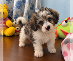Litter of 3 - Male(s) and Female(s) Cockapoo (Miniature)Litter of Puppies for Sale - Photo #8
