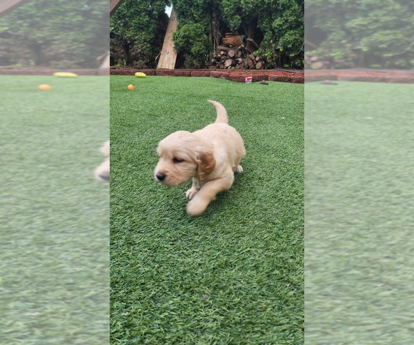 Medium Photo #1 Golden Retriever Puppy For Sale in VANCOUVER, WA, USA