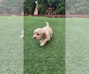 Medium Golden Retriever