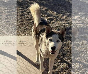 Dante - Male Siberian Husky Dog for Adoption - Photo #3