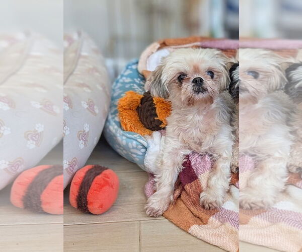 Medium Photo #2 Shih Tzu Puppy For Sale in Tenafly, NJ, USA