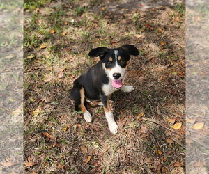 Sparkler Freedom - Female Labrador Retriever-Unknown Mix Dog for Adoption - Photo #2
