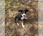 Small Photo #2 Labrador Retriever-Unknown Mix Puppy For Sale in Wakefield, RI, USA