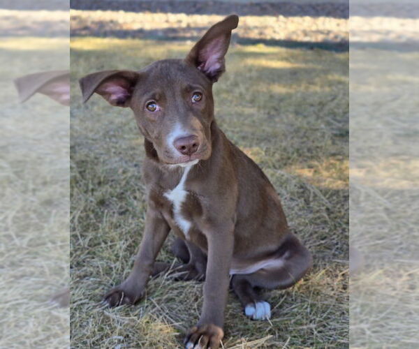 Medium Photo #5 Shepradors Puppy For Sale in Lakewood, CO, USA