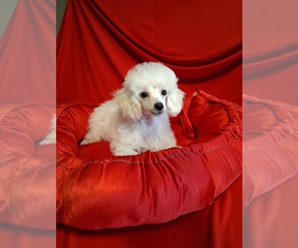 Medium Photo #3 Poodle (Toy) Puppy For Sale in NASHVILLE, GA, USA