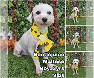 Maltese Dogs for adoption in Seattle, WA, USA