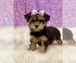 cute puppy - Female Yorkshire Terrier Puppy for Sale - Photo #6
