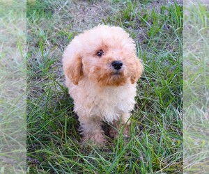 Poodle (Toy) Puppy for sale in BARNESVILLE, KS, USA
