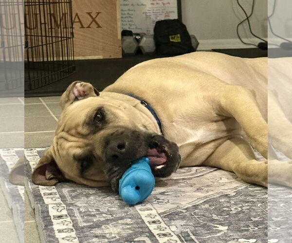 Medium Photo #6 Mastiff-Unknown Mix Puppy For Sale in Techny, IL, USA