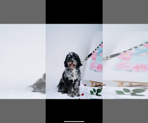 Father of the Cavapoo (Miniature) puppies born on 09/22/2025