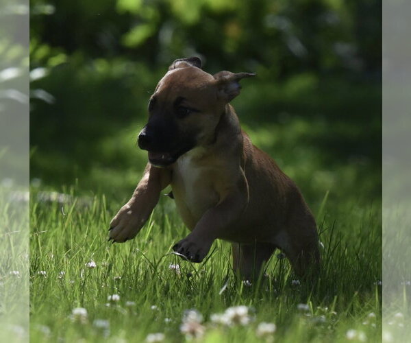 Medium Photo #6 Shepradors Puppy For Sale in Mechanicsburg, PA, USA