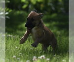 Small #5 Shepradors