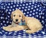 Small Photo #4 Goldendoodle-Poodle (Miniature) Mix Puppy For Sale in KIRKWOOD, PA, USA