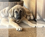 Small Photo #16 Spanish Mastiff Puppy For Sale in GILLETTE, WY, USA