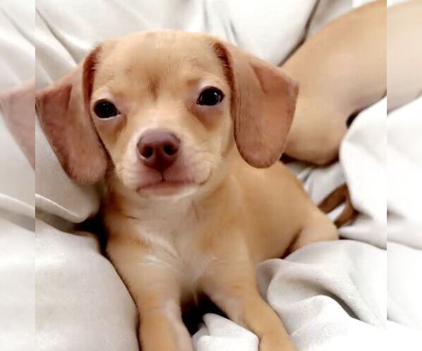 Medium Photo #2 Chiweenie Puppy For Sale in San Juan Capistrano, CA, USA