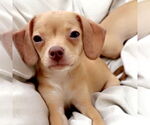 Small #1 Chiweenie