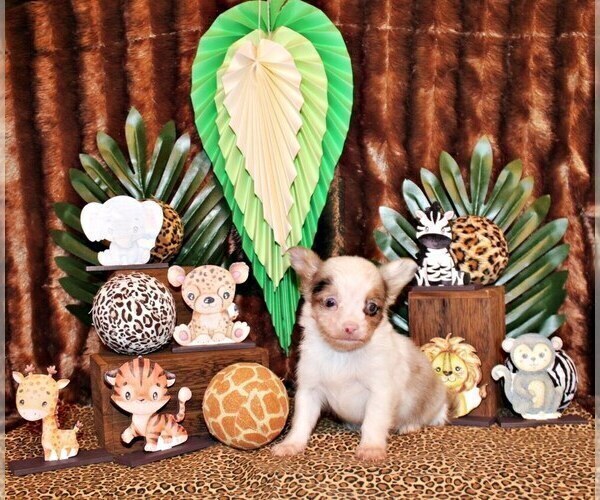 Medium Photo #55 Chihuahua Puppy For Sale in CHARLESTON, AR, USA