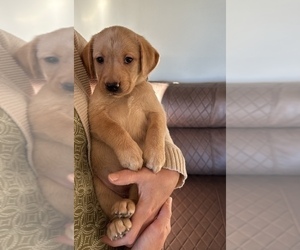 Labrador Retriever Puppy for Sale in WESTBY, Wisconsin USA