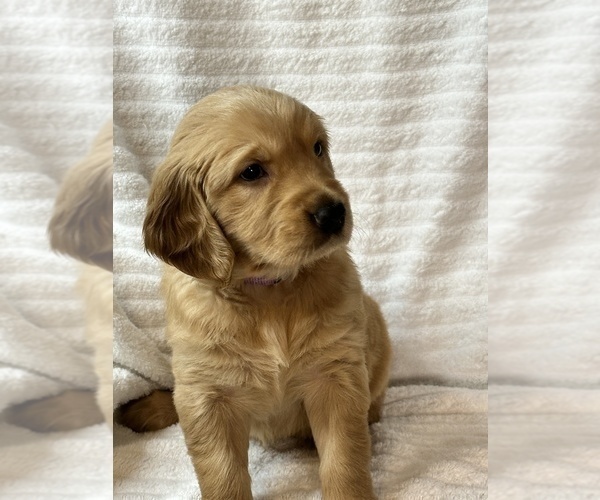 Medium Photo #9 Golden Retriever Puppy For Sale in BRANDON, FL, USA