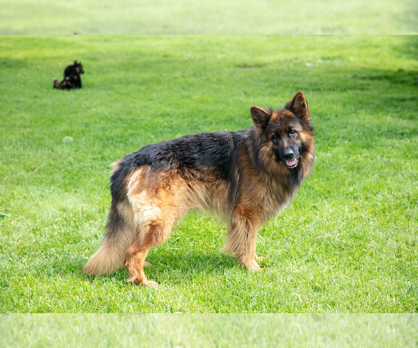 Medium Photo #1 German Shepherd Dog Puppy For Sale in SALEM, IN, USA