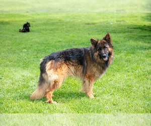Father of the German Shepherd Dog puppies born on 03/25/2025