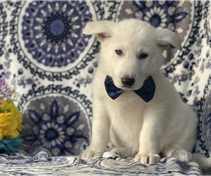 German Shepherd Dog Puppy for sale in LANCASTER, PA, USA