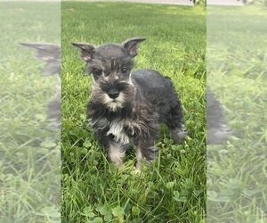 Schnauzer (Miniature) Puppy for sale in CANOGA, NY, USA