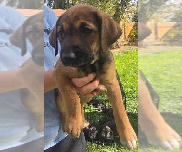 Medium Photo #1 Australian Shepherd-Black Mouth Cur Mix Puppy For Sale in Salt Lake City, UT, USA
