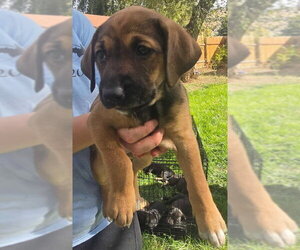 Australian Shepherd-Black Mouth Cur Mix Dogs for adoption in Salt Lake City, UT, USA