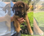 Ginger - Female Australian Shepherd-Black Mouth Cur Mix Dog for Adoption - Small photo