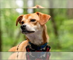 Small #5 Basenji Mix