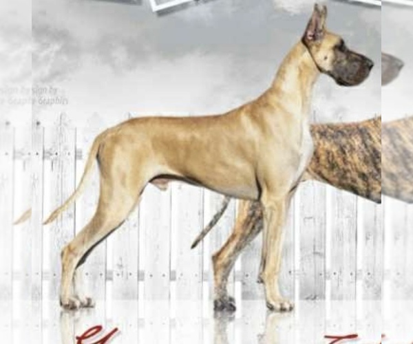 Medium Photo #7 Great Dane Puppy For Sale in LINCOLNTON, NC, USA