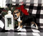 Small Photo #8 Beagle Puppy For Sale in PINE GROVE, PA, USA
