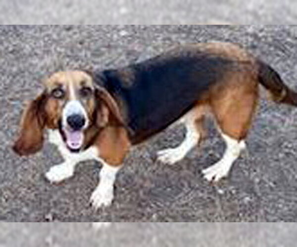 Medium Photo #7 Basset Hound Puppy For Sale in Deepwater, NJ, USA