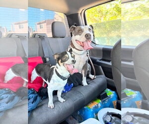 Cow - Female American Pit Bull Terrier-Unknown Mix Dog for Adoption - Photo #4