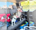 Small #3 American Pit Bull Terrier Mix
