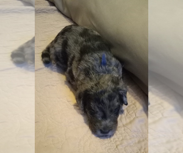 Medium Photo #15 Labradoodle Puppy For Sale in JEFFERSONTOWN, KY, USA