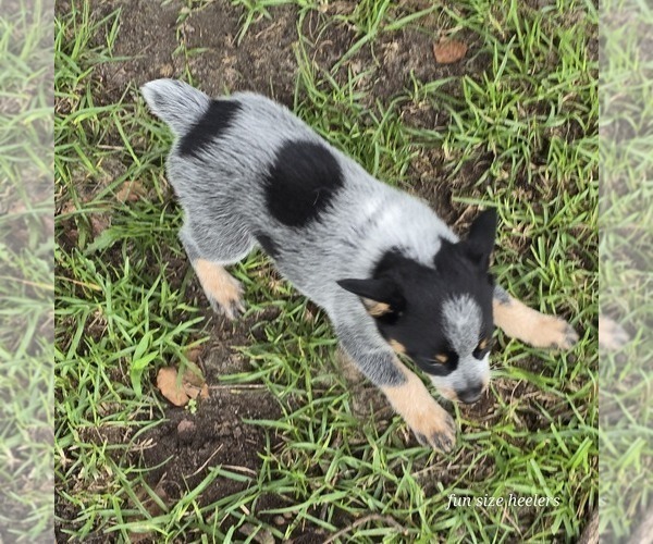 Medium Photo #3 Australian Cattle Dog Puppy For Sale in LAURINBURG, NC, USA